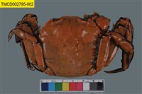 藏品(臺灣扁絨螯蟹)的圖片